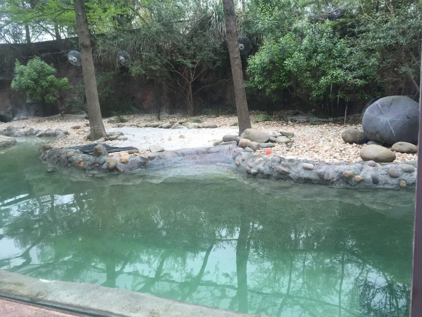 Tuxedo Coast- Magellanic Penguin