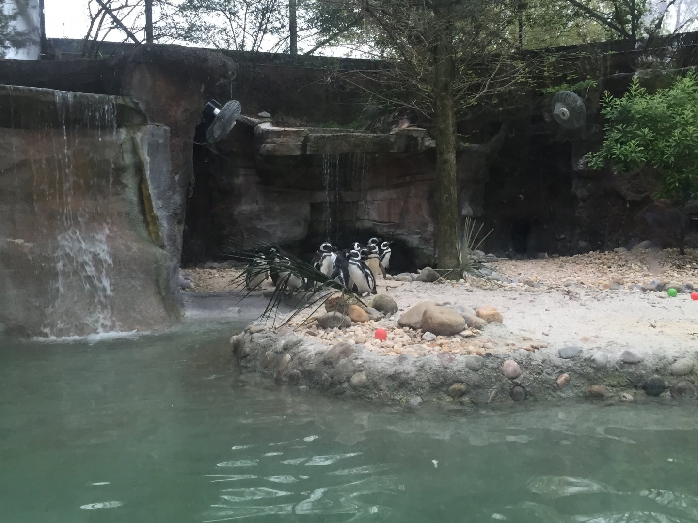 Tuxedo Coast- Magellanic Penguin