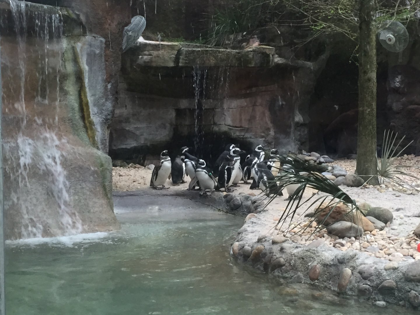 Tuxedo Coast- Magellanic Penguin