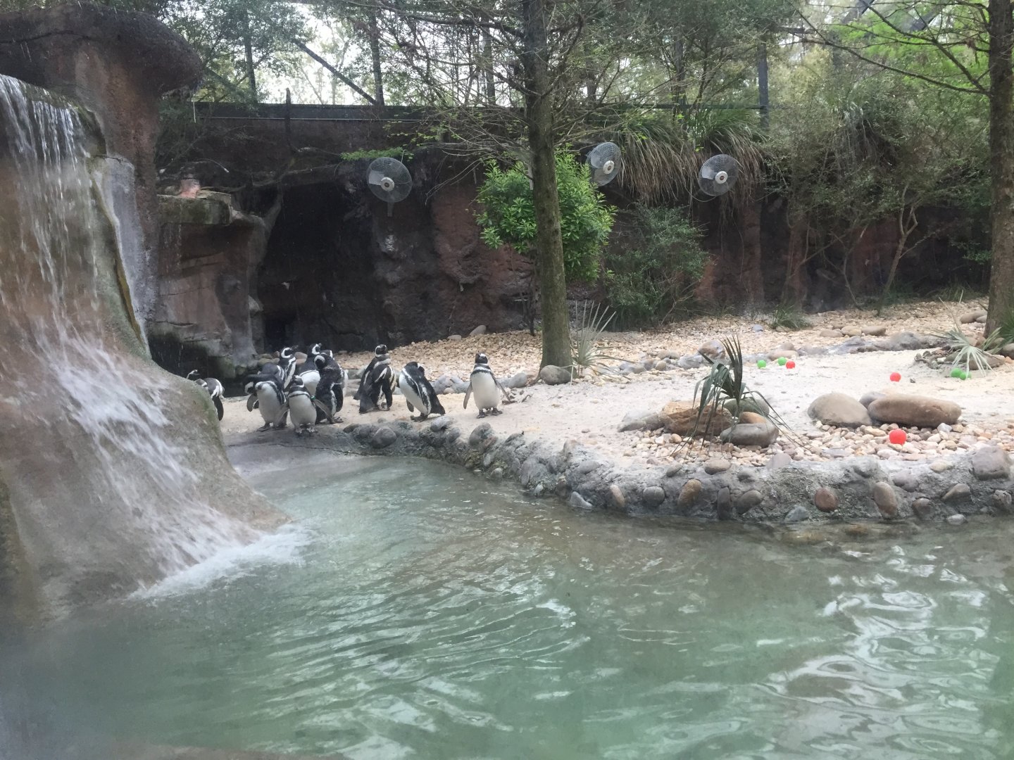 Tuxedo Coast- Magellanic Penguin