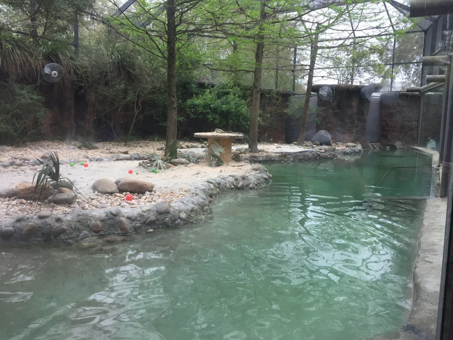 Tuxedo Coast- Magellanic Penguin