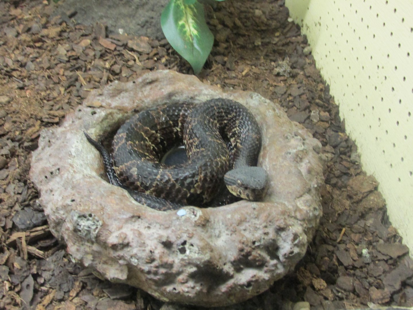 tuxtlan jumping pit viper