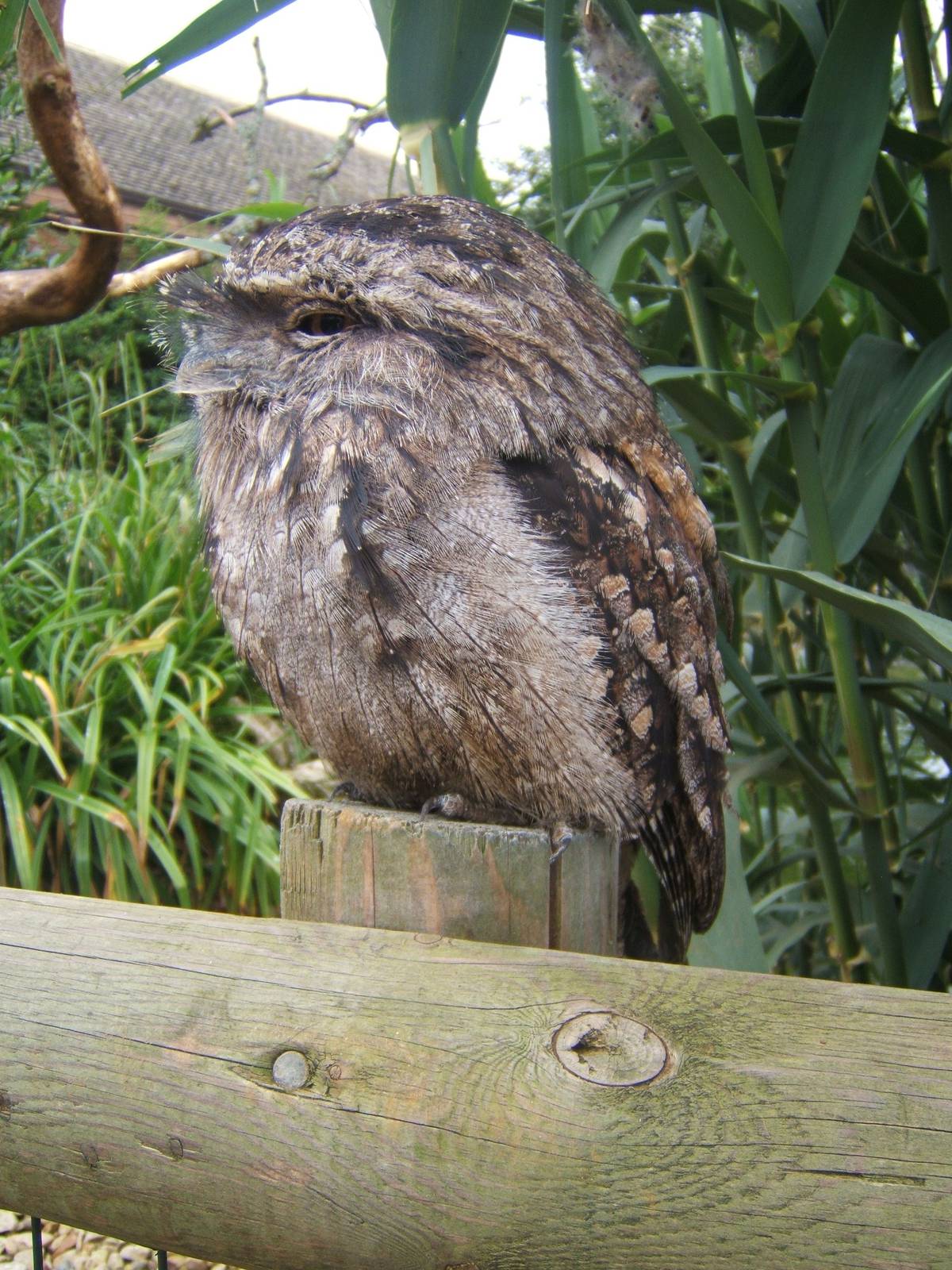 Twany Frogmouth