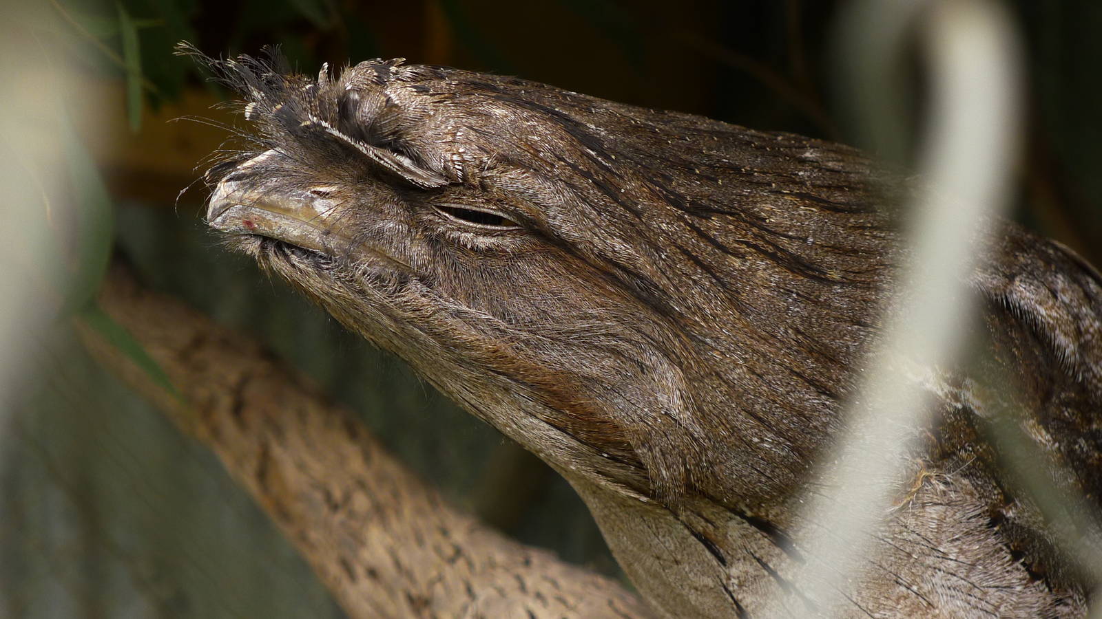 Twarney Frogmouth
