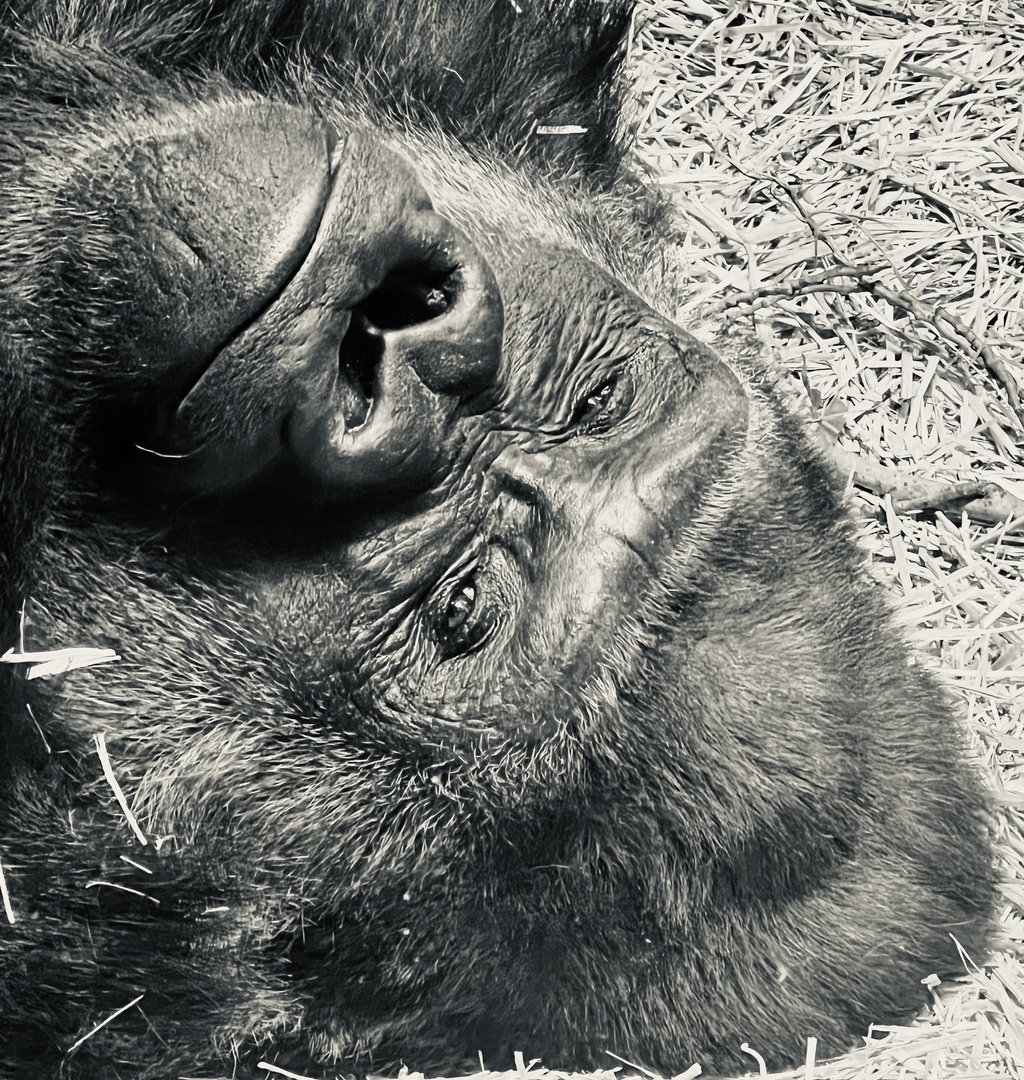 ‘‘Twas beauty that killed the beast”