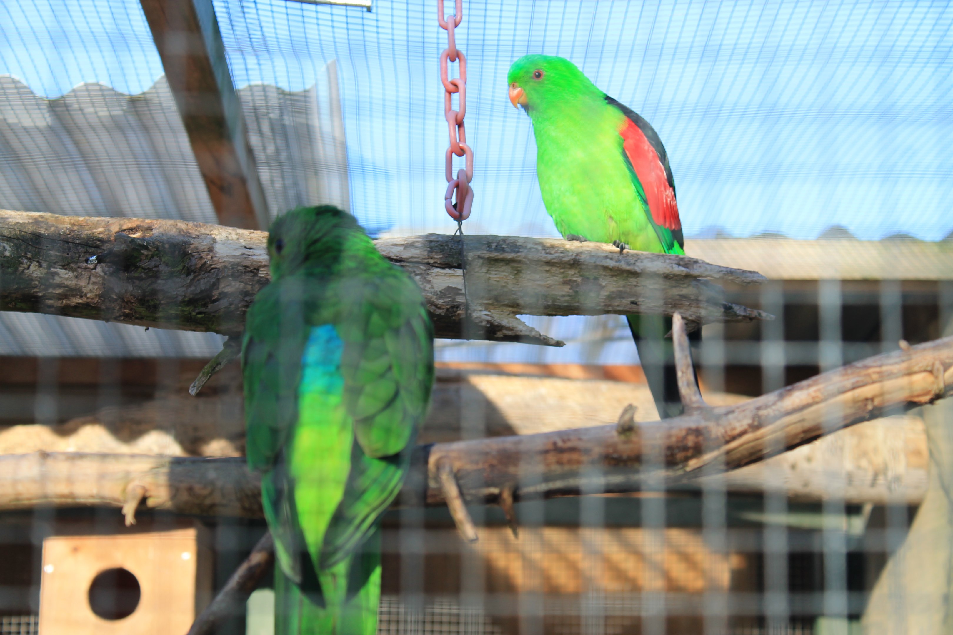 Tweeters and Friends - Australian Crimsonwings (Aprosmictus erythropterus)