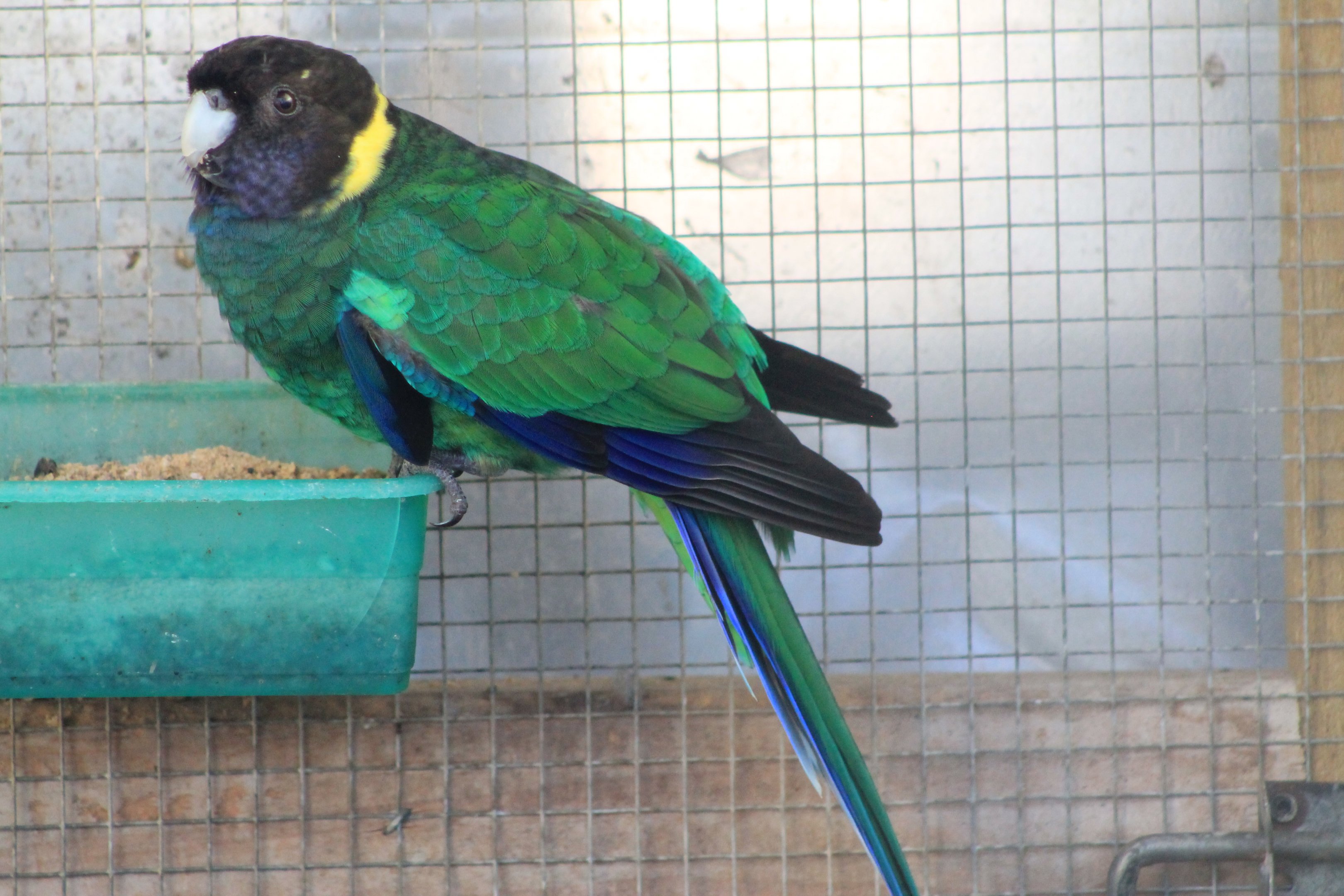 Tweeters and Friends - hybrid Australian Ringneck (Barnardius zonarius)