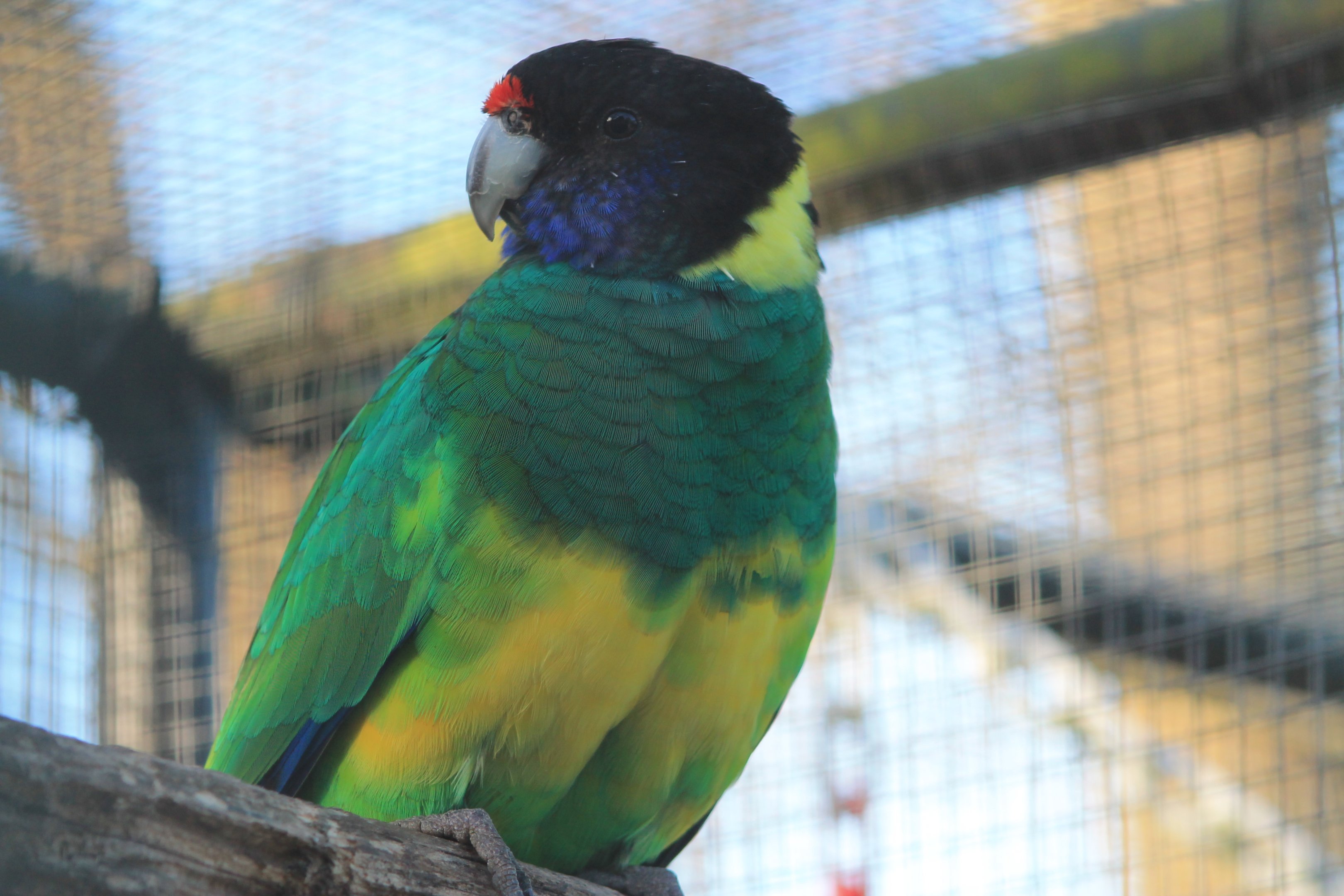 Tweeters and Friends - hybrid Australian Ringneck (Barnardius zonarius)