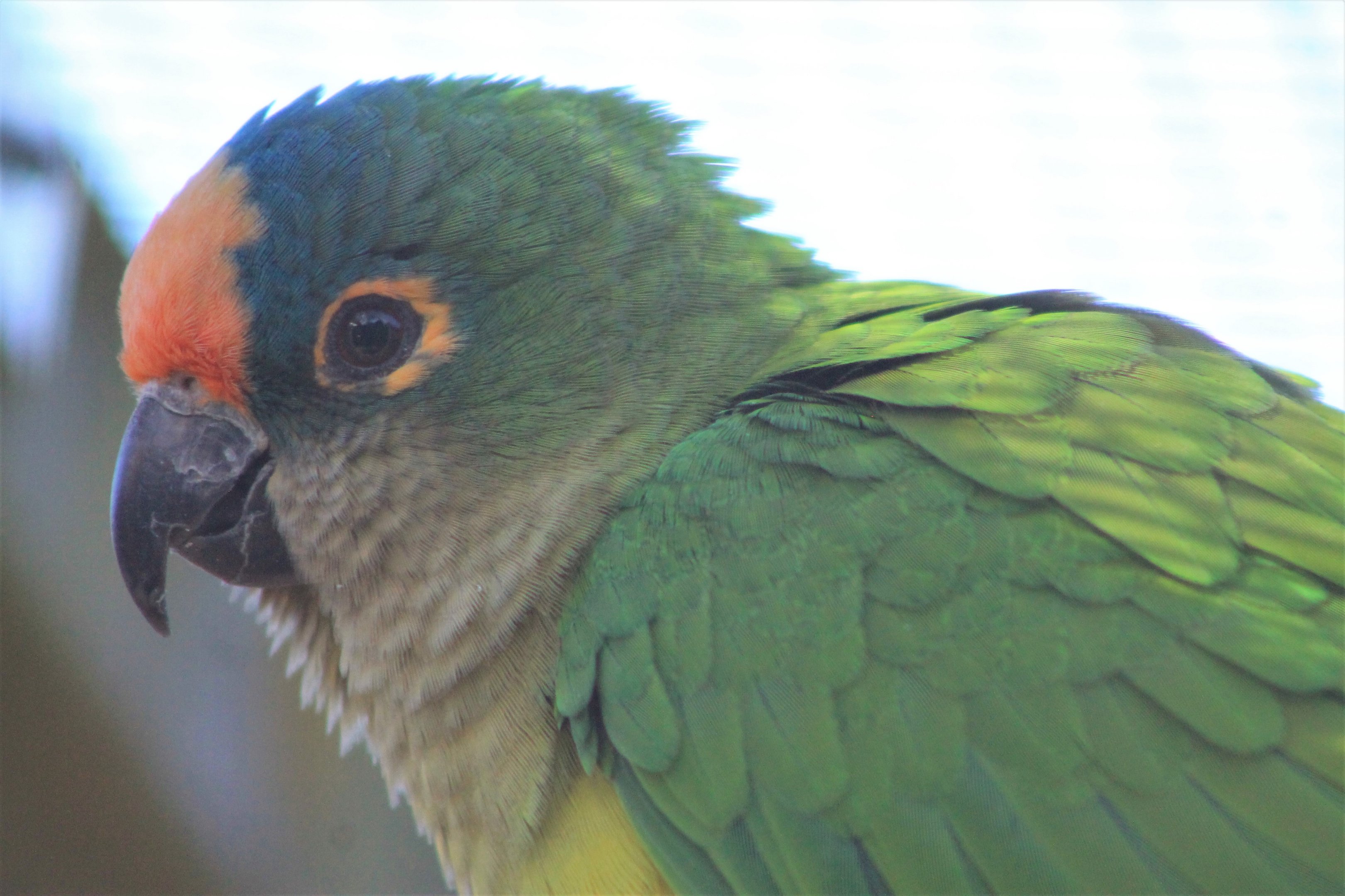 Tweeters and Friends - Peach-fronted Conure (Eupsittula aurea)