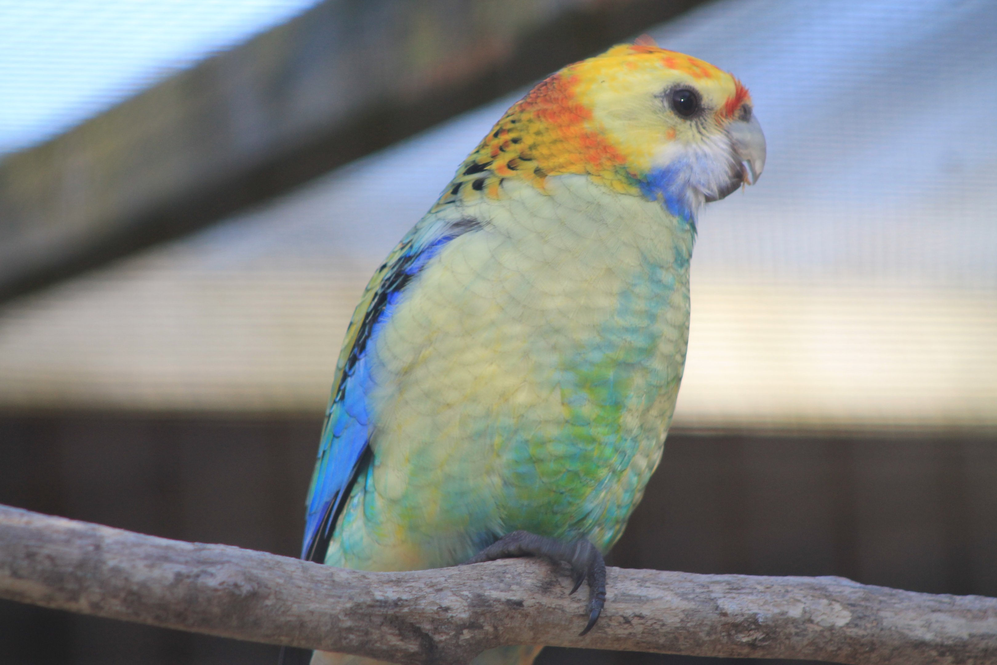 Tweeters and Friends - "Yellow Rosella"