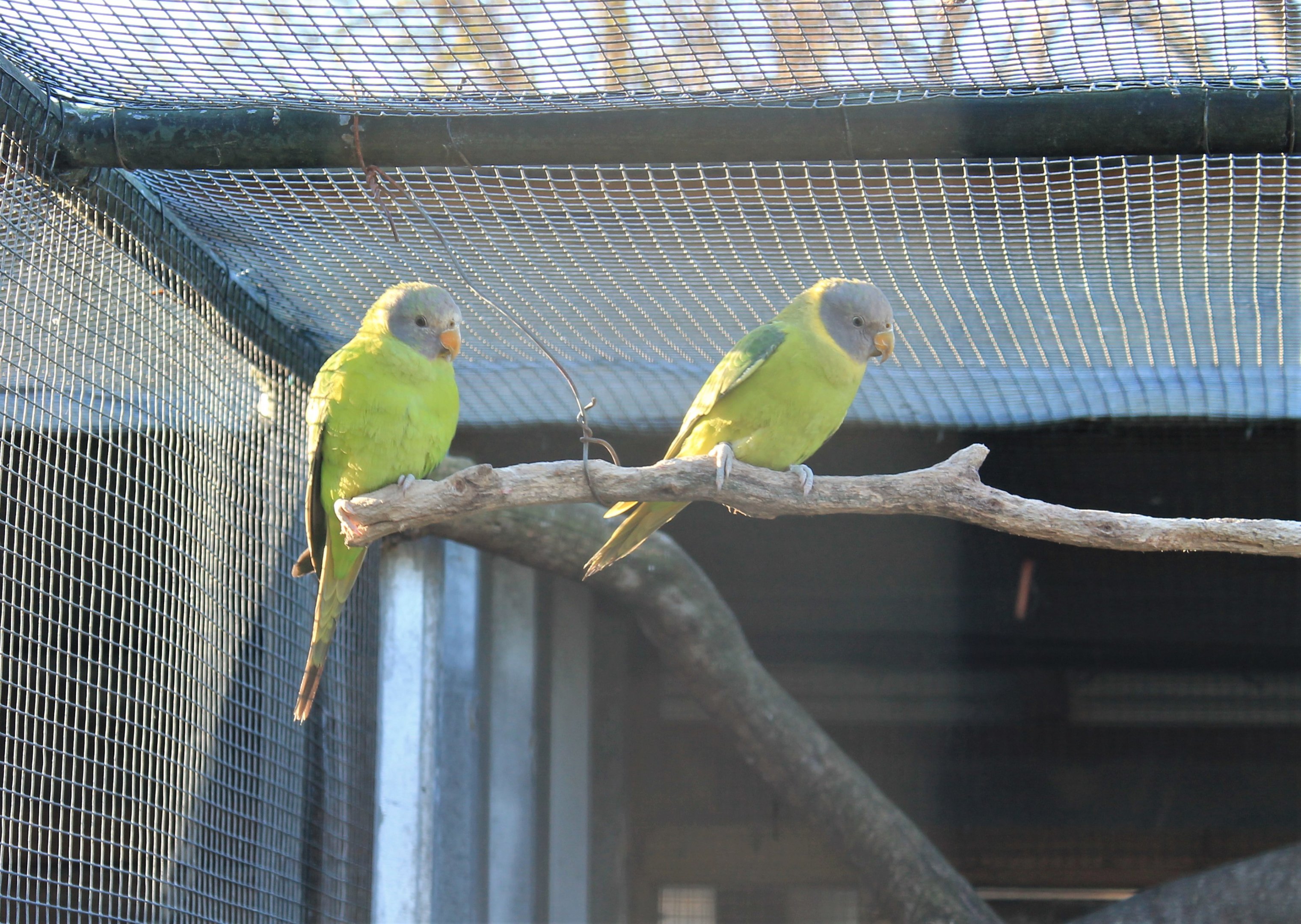 Tweeters and Friends - young Plum-headed Parakeets (Psittacula cyanocephala)