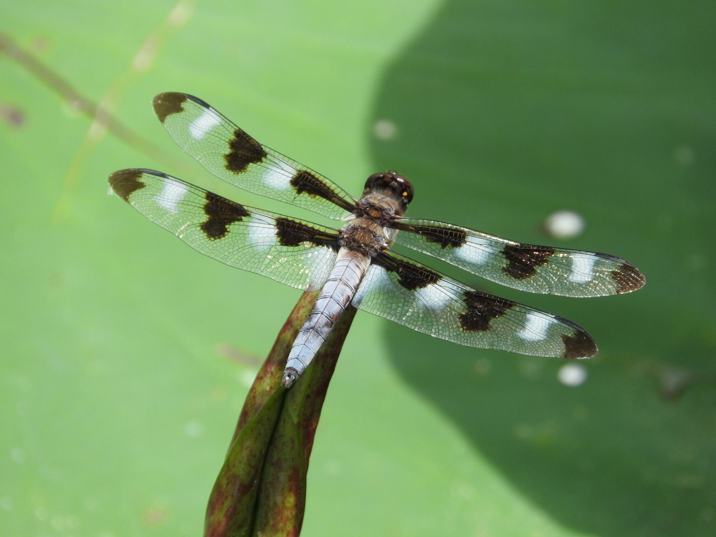 Twelve-spotted Skimmer