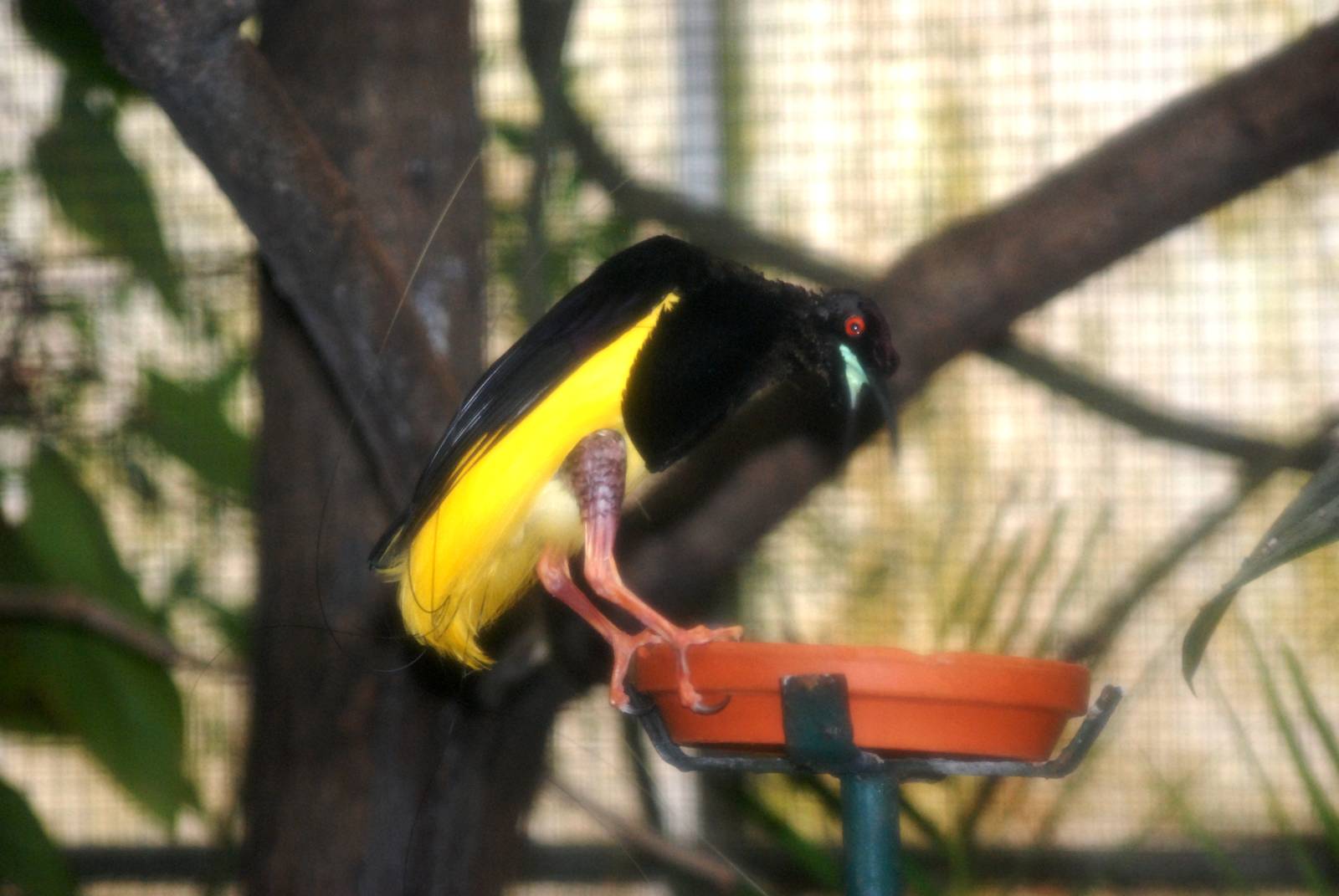Twelve-wired Bird of Paradise at Walsrode, 22/03/13