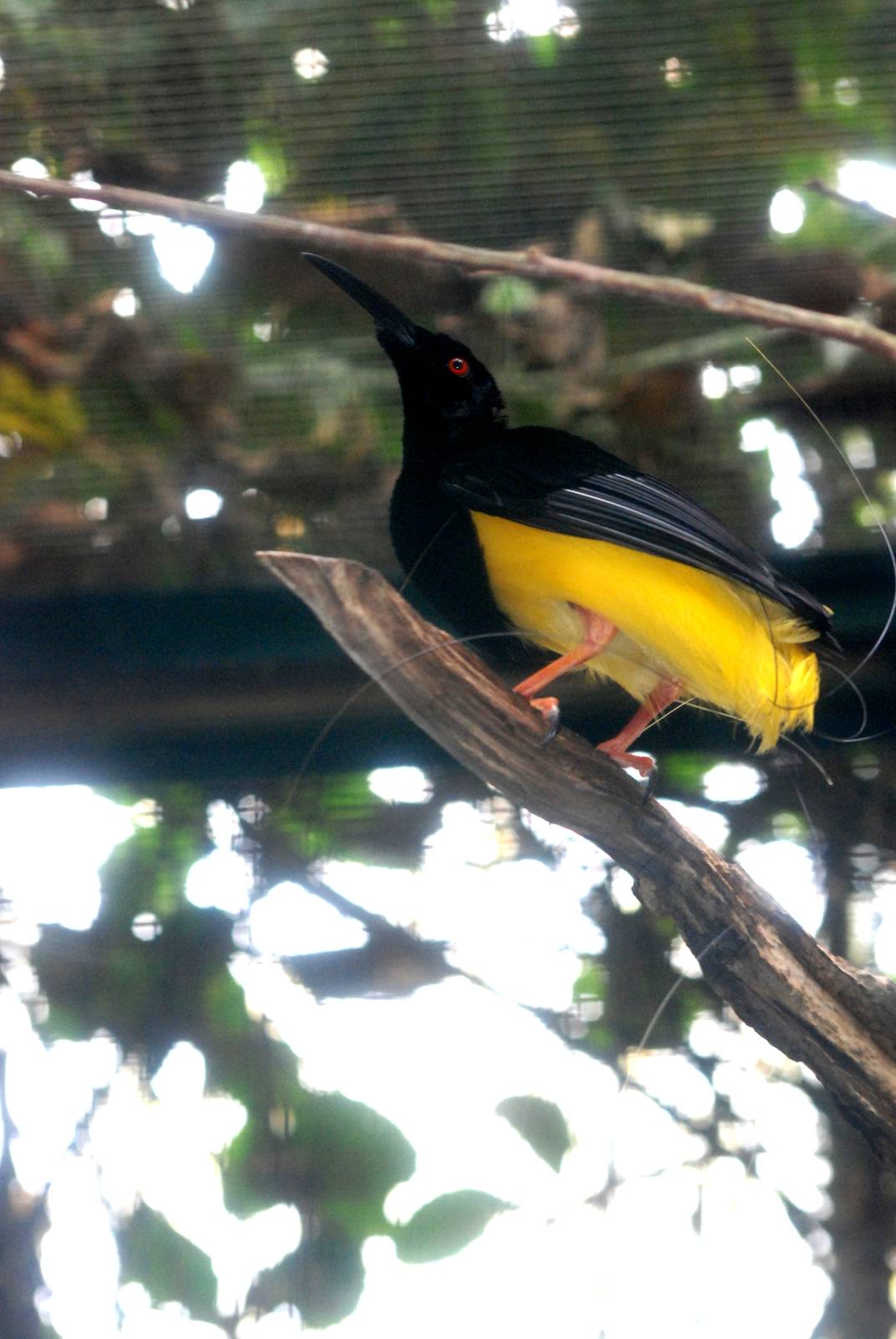 Twelve-wired Bird of Paradise at Walsrode, 22/03/13