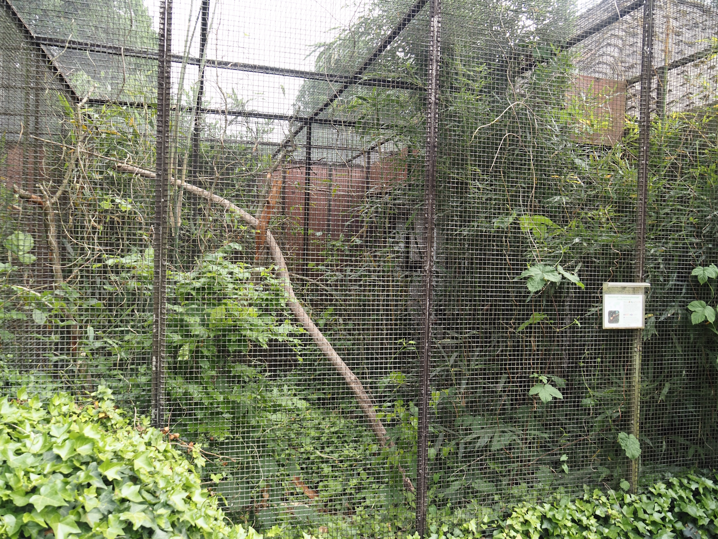 Twelve-wired bird-of-paradise aviary, 2024-05-21