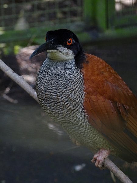 Twelve-wired bird-of-paradise female