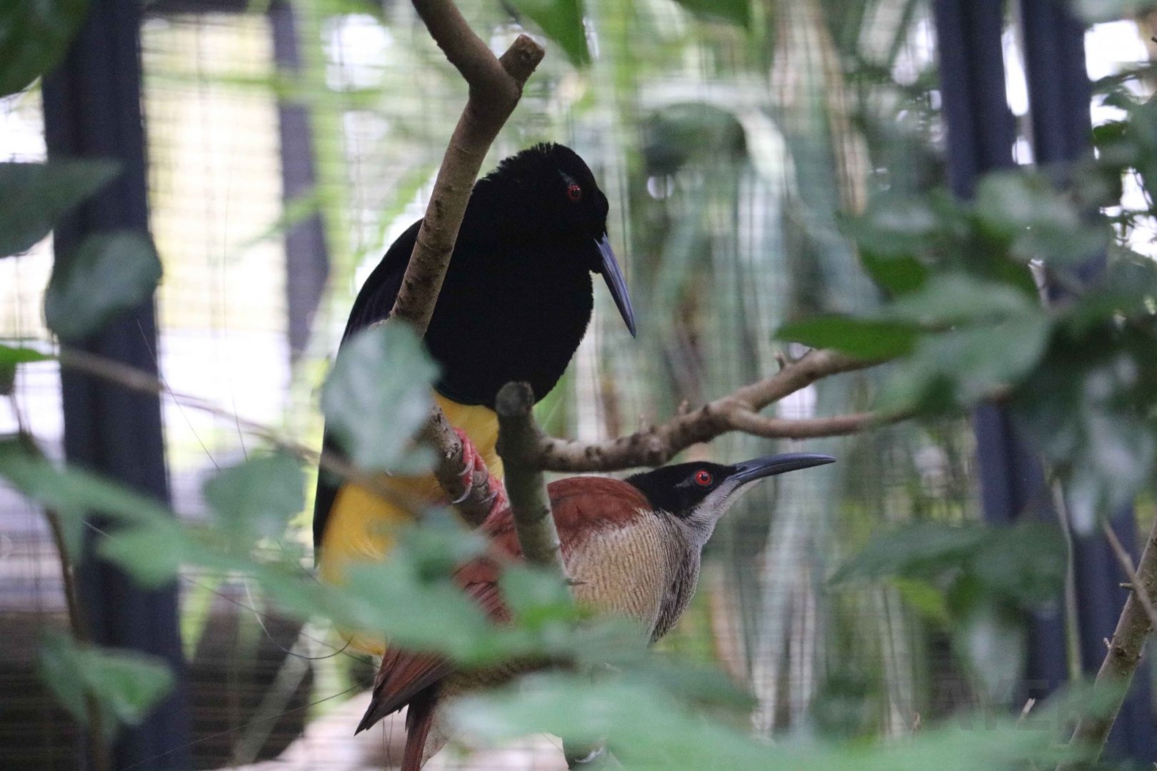 Twelve-wired bird-of-paradise, June 2016