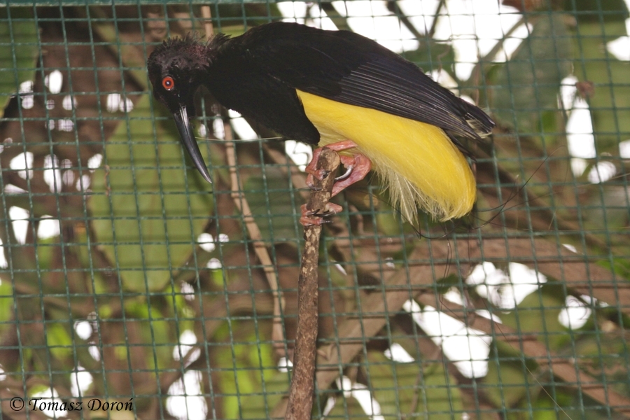 Twelve-wired Bird-of-paradise - male
