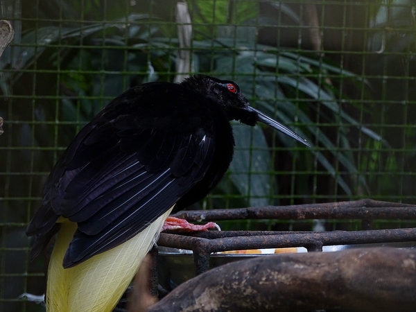 Twelve-wired bird-of-paradise male