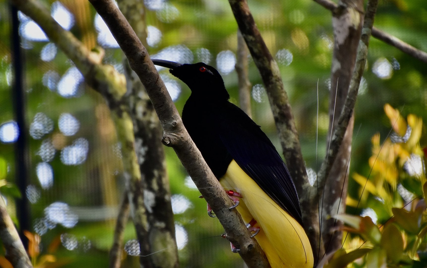 Twelve-Wired Bird-of-Paradise (Seleucidis melanoleuca) male