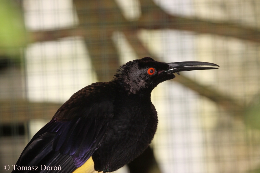 Twelve-wired Bird of Paradise (Seleucidis melanoleuca) - portrait of the ma