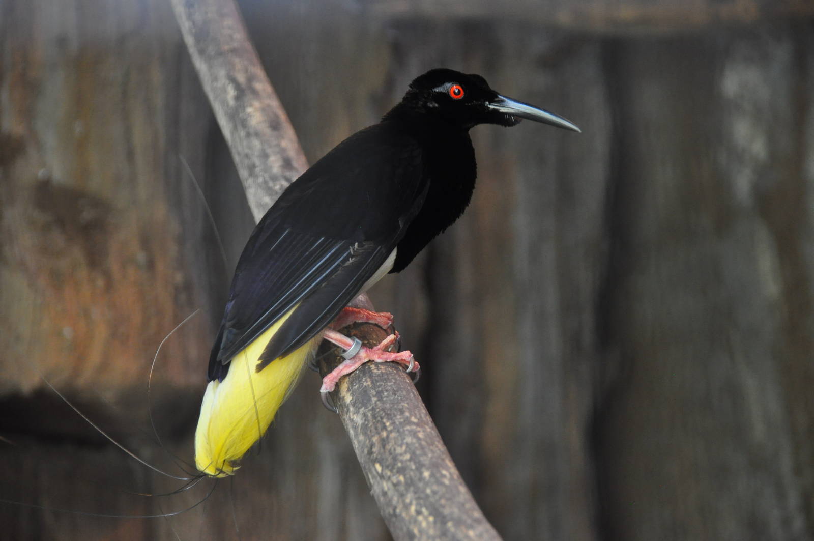 Twelve-wired bird-of-paradise/ Seleucidis melanoleuca