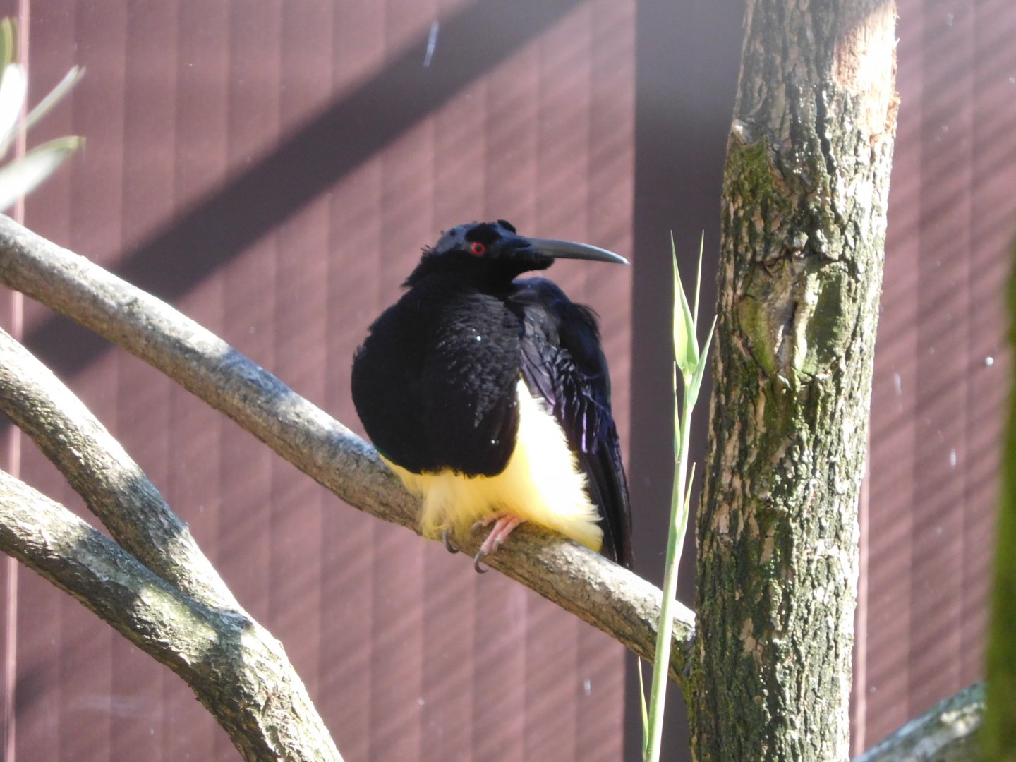 Twelve-wired bird-of-paradise (Seleucidis melanoleuca)