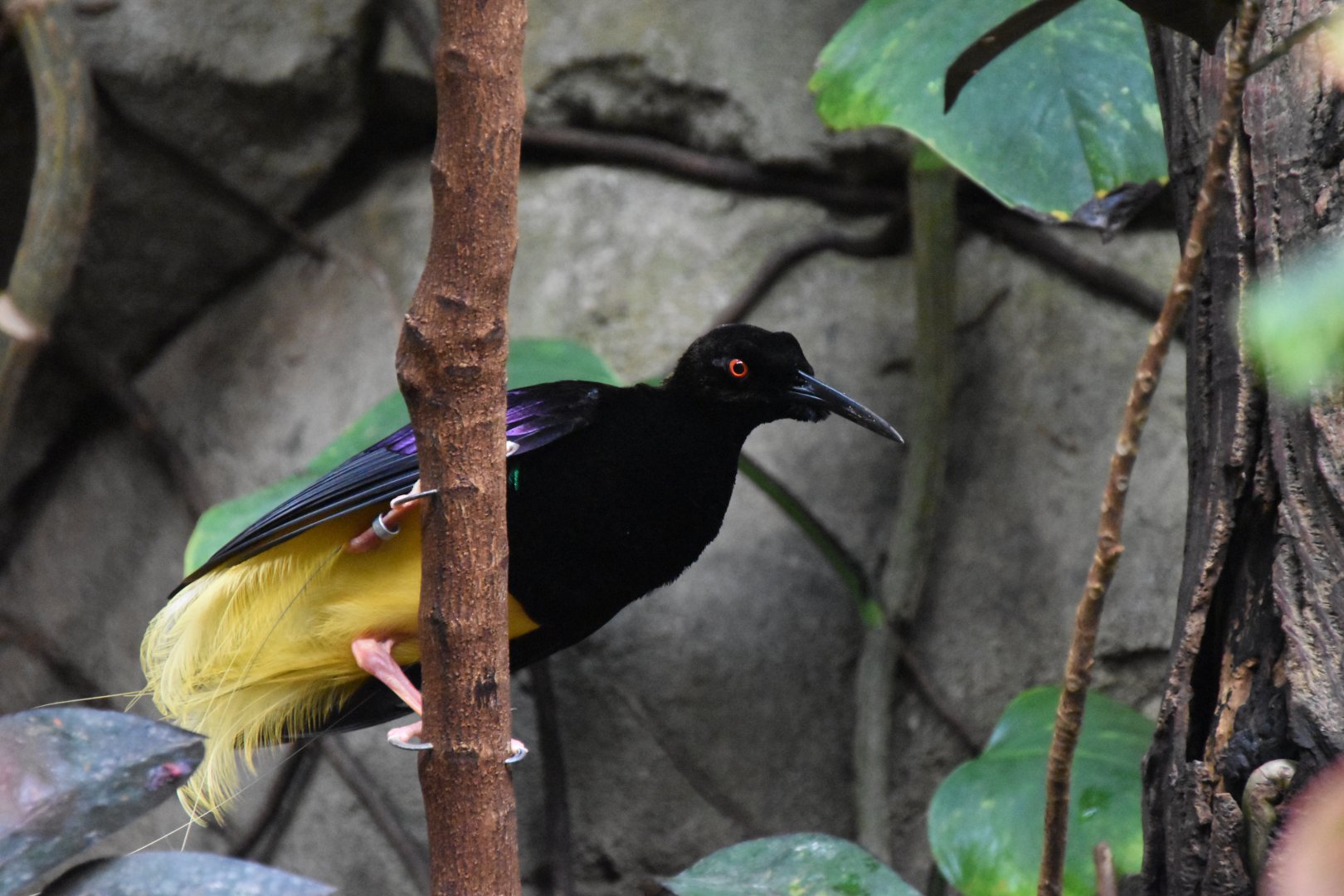 Twelve-wired bird-of-paradise (Seleucidis melanoleuca)