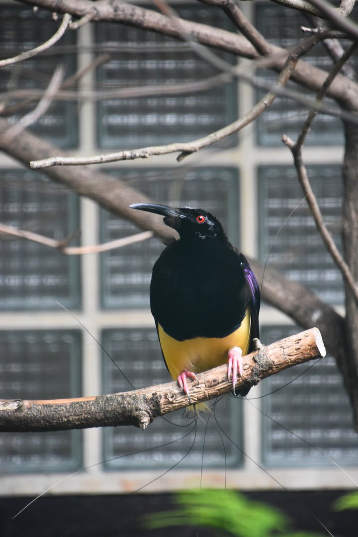 Twelve-wired bird of paradise, Seleucidis melanoleuca