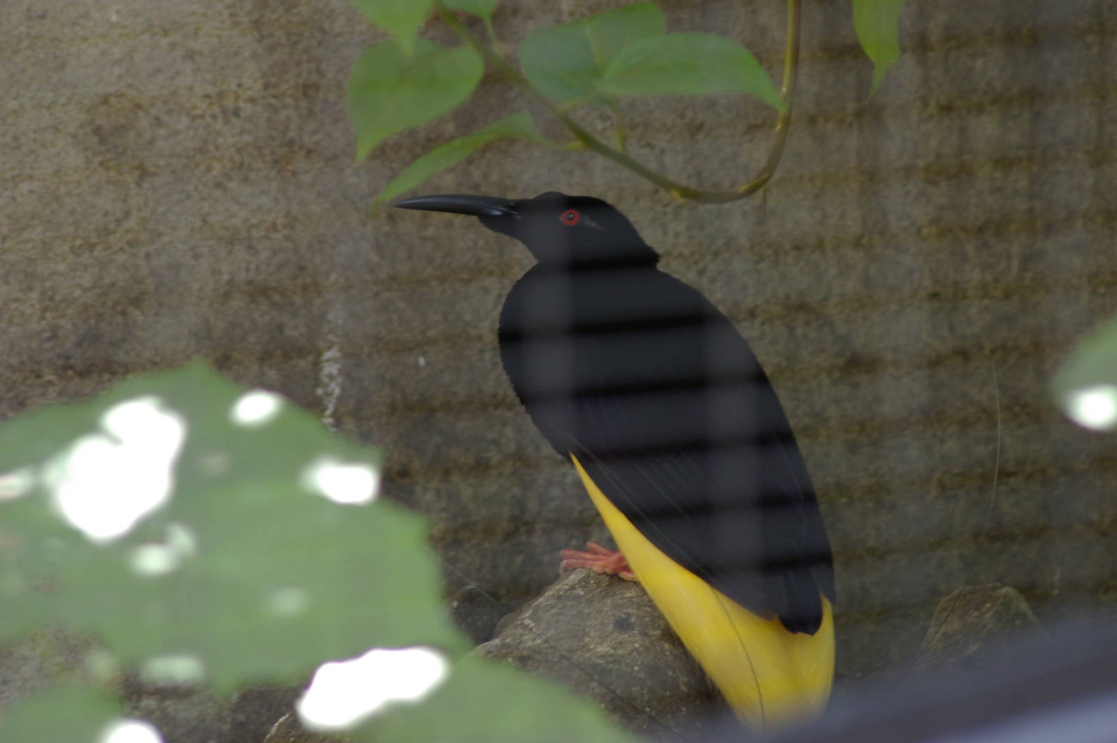 twelve-wired bird-of-paradise (Seleucidis melanoleuca)