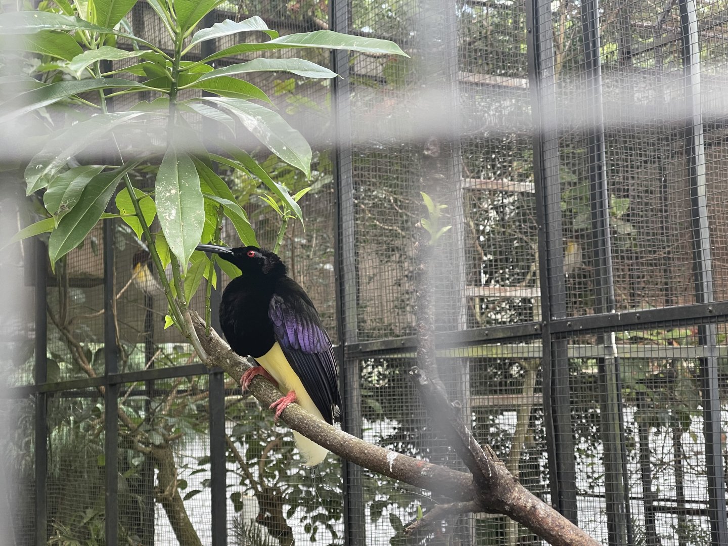 twelve-wired bird-of-paradise (seleucidis melanoleucu)
