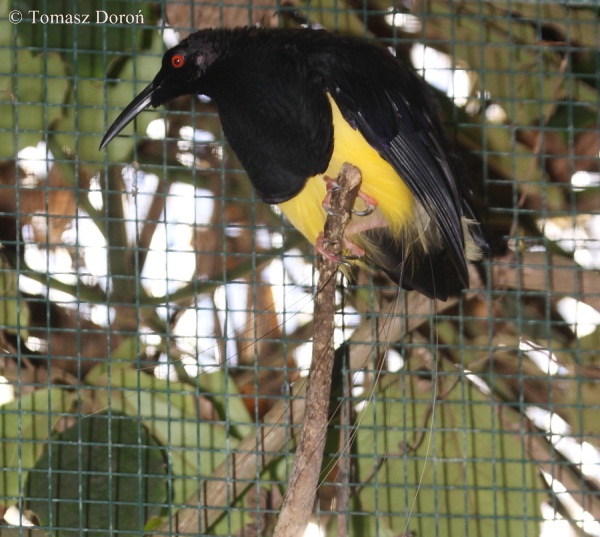 Twelve-wired Bird of Paradise (Seleucidis melanoleucus) - male.