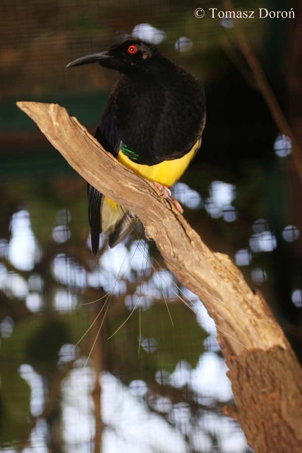 Twelve-wired Bird of Paradise (Seleucidis melanoleucus) - male