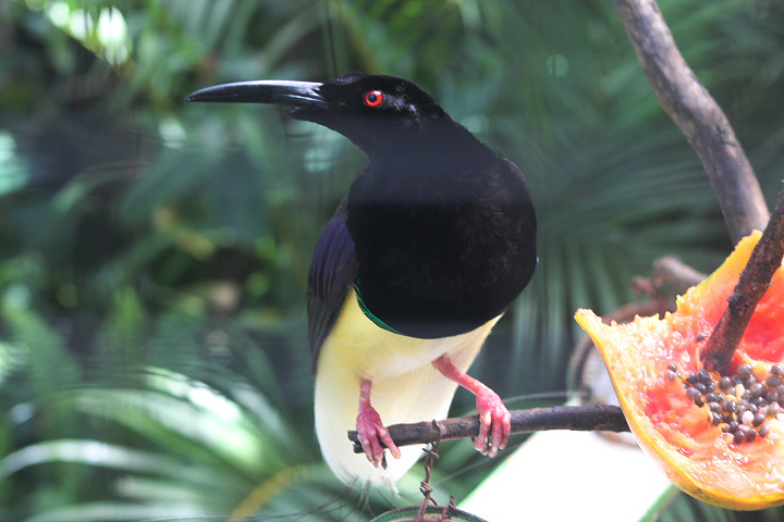Twelve-wired bird-of-paradise (Seleucidis melanoleucus melanoleucus)
