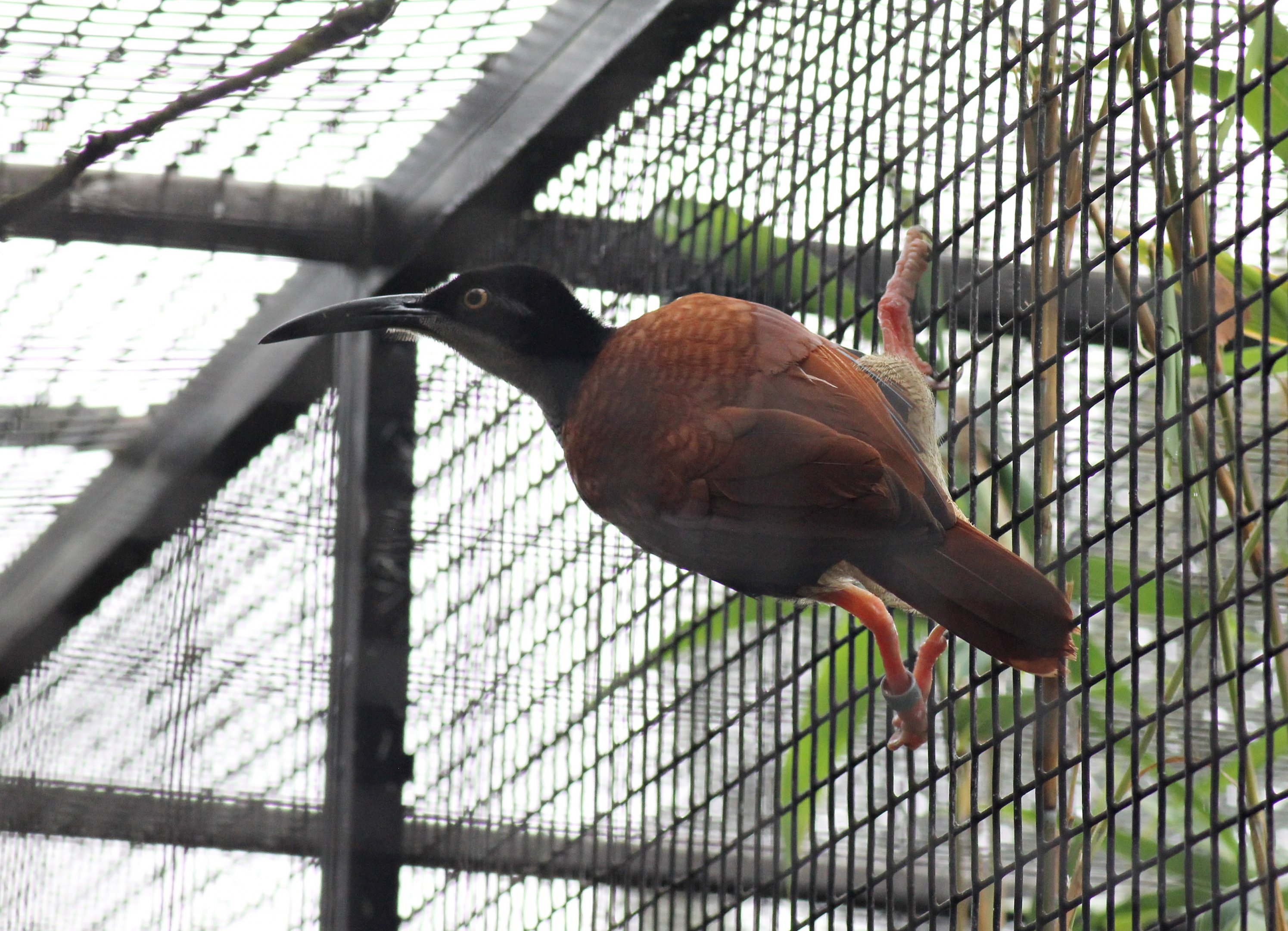 Twelve-wired bird-of-paradise (Seleucidis melanoleucus)