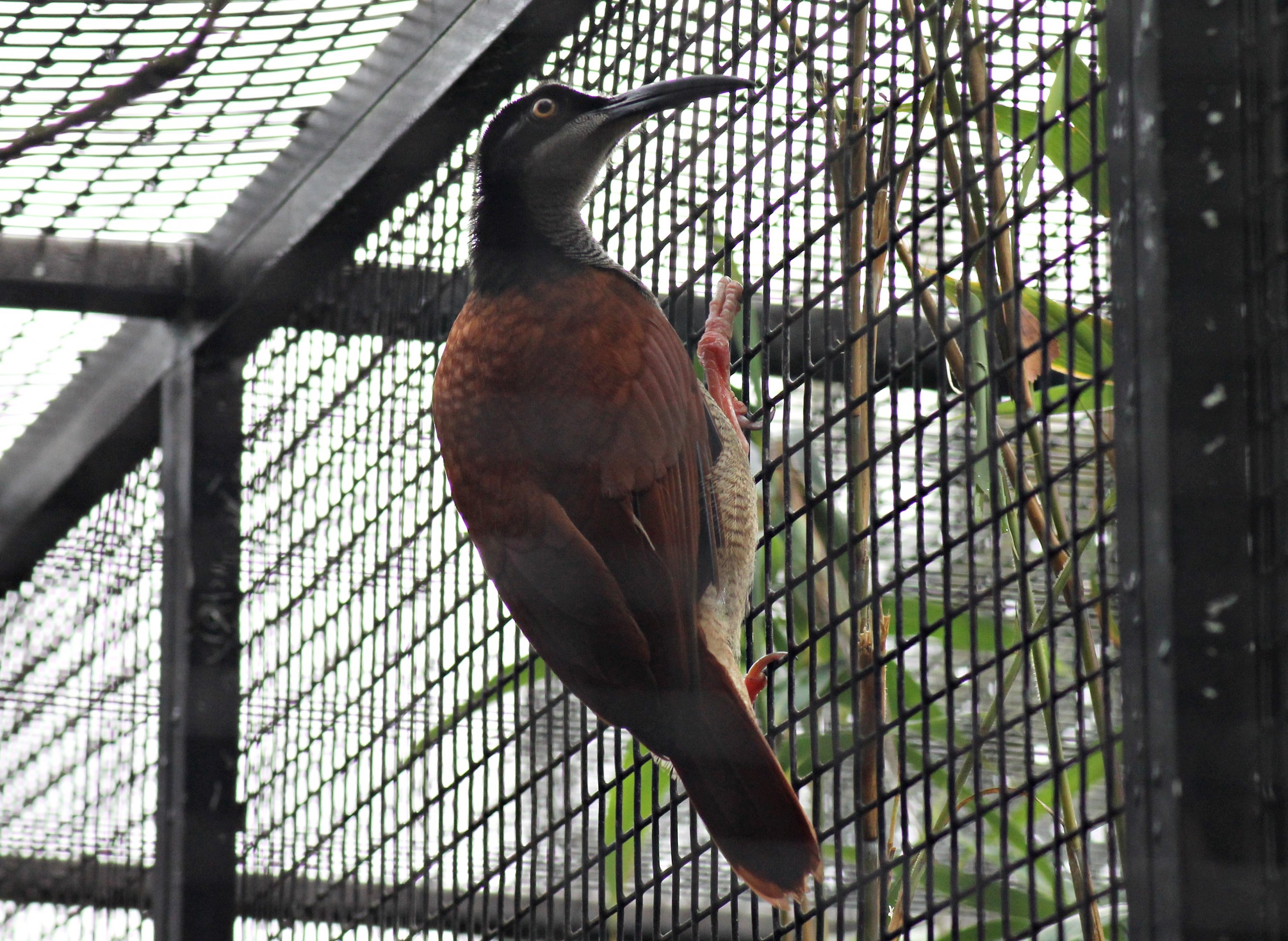 Twelve-wired bird-of-paradise (Seleucidis melanoleucus)