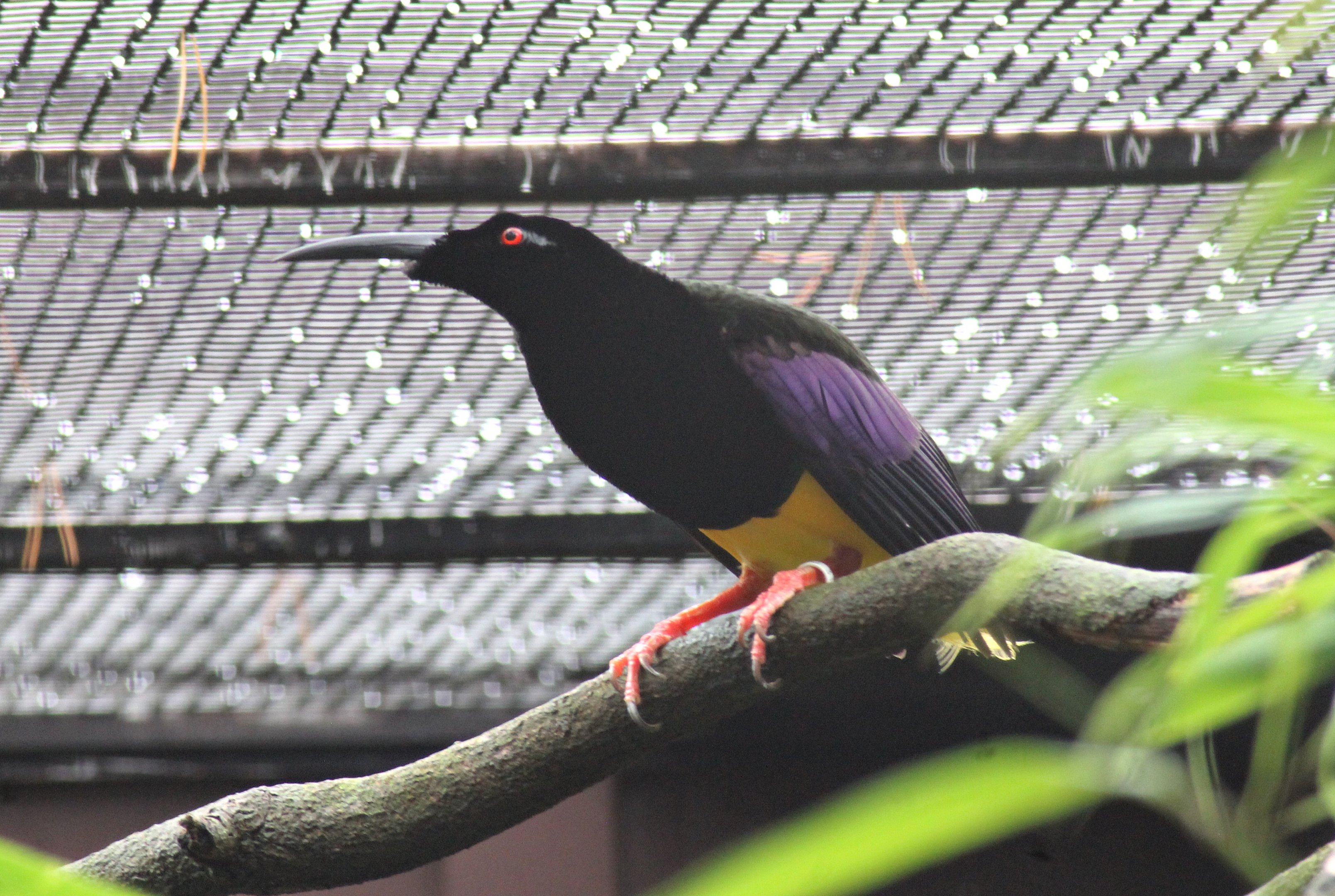Twelve-wired bird-of-paradise (Seleucidis melanoleucus)