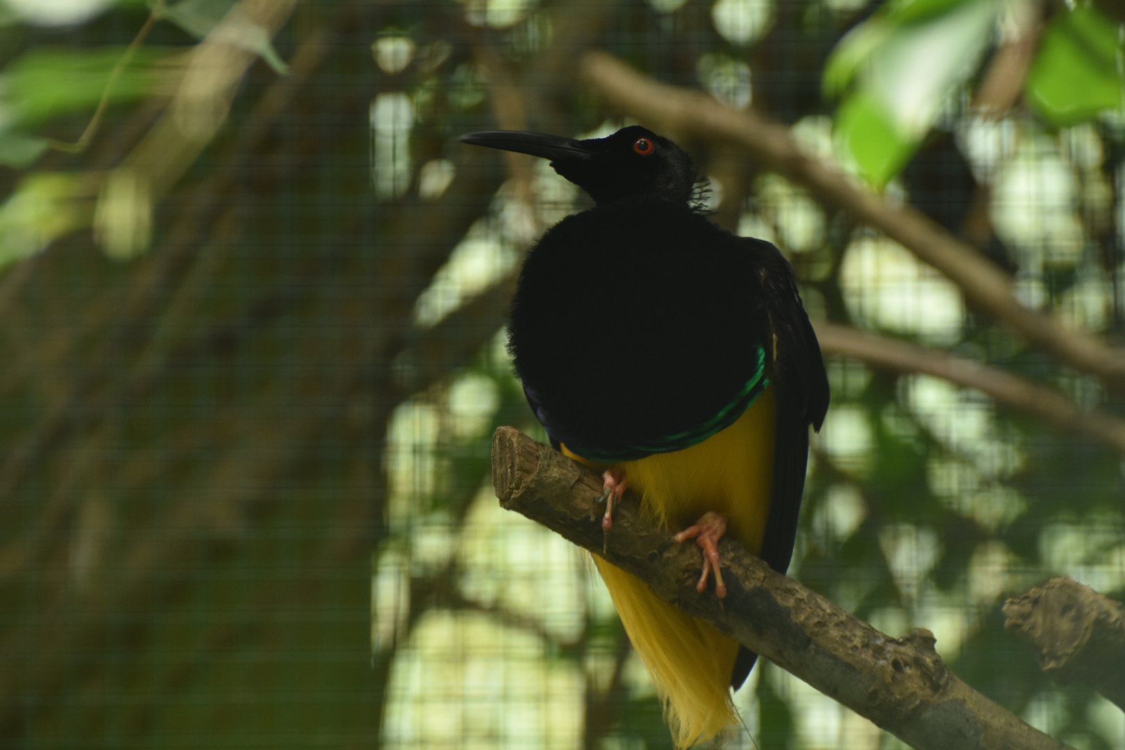 Twelve-wired Bird-of-paradise Seleucidis melanoleucus