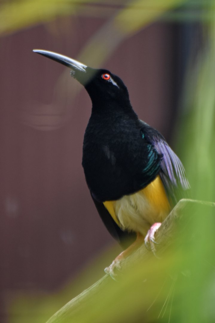 Twelve-wired Bird-of-paradise Seleucidis melanoleucus
