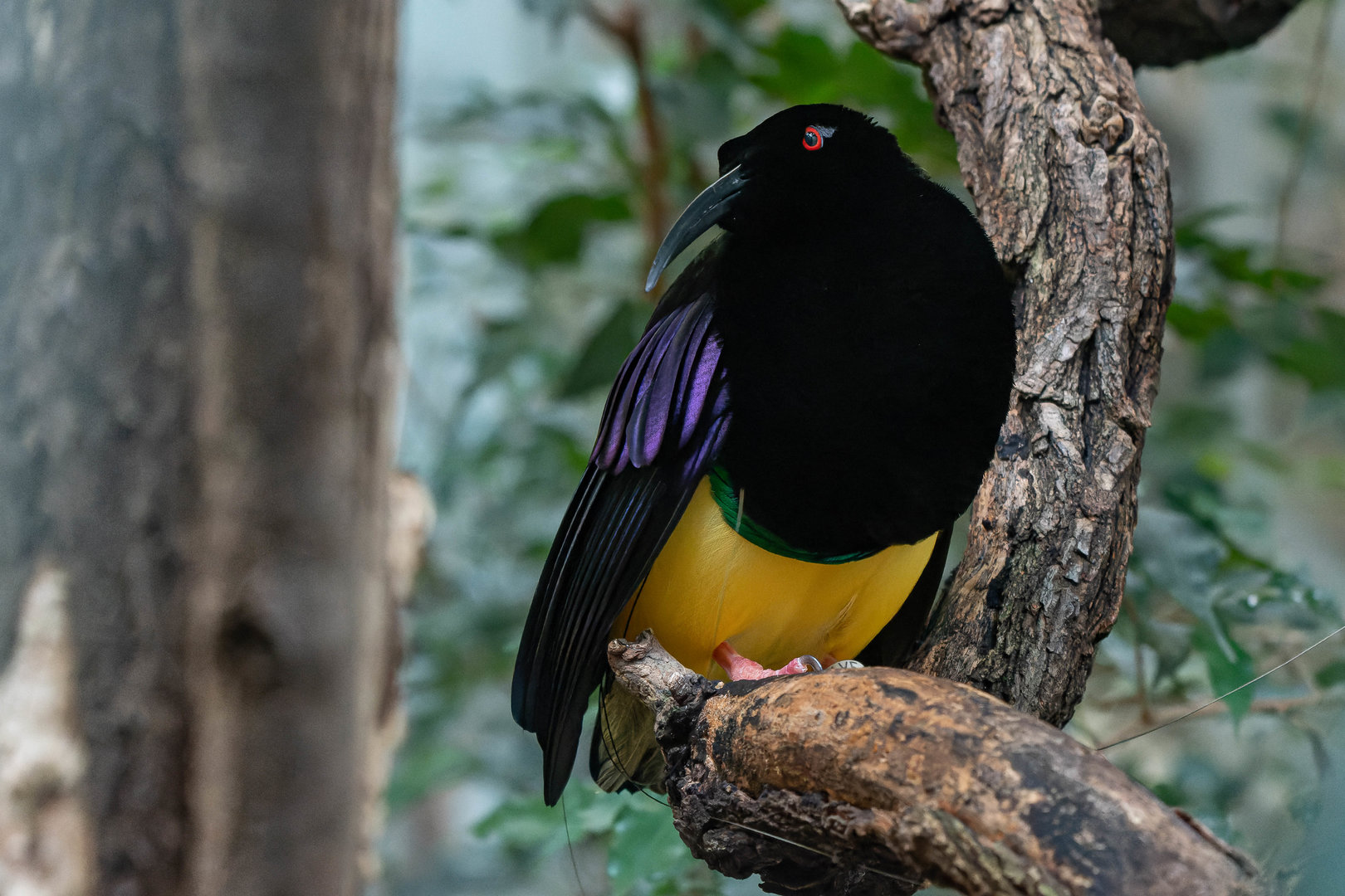 Twelve-wired bird-of-paradise (Seleucidis melanoleucus)
