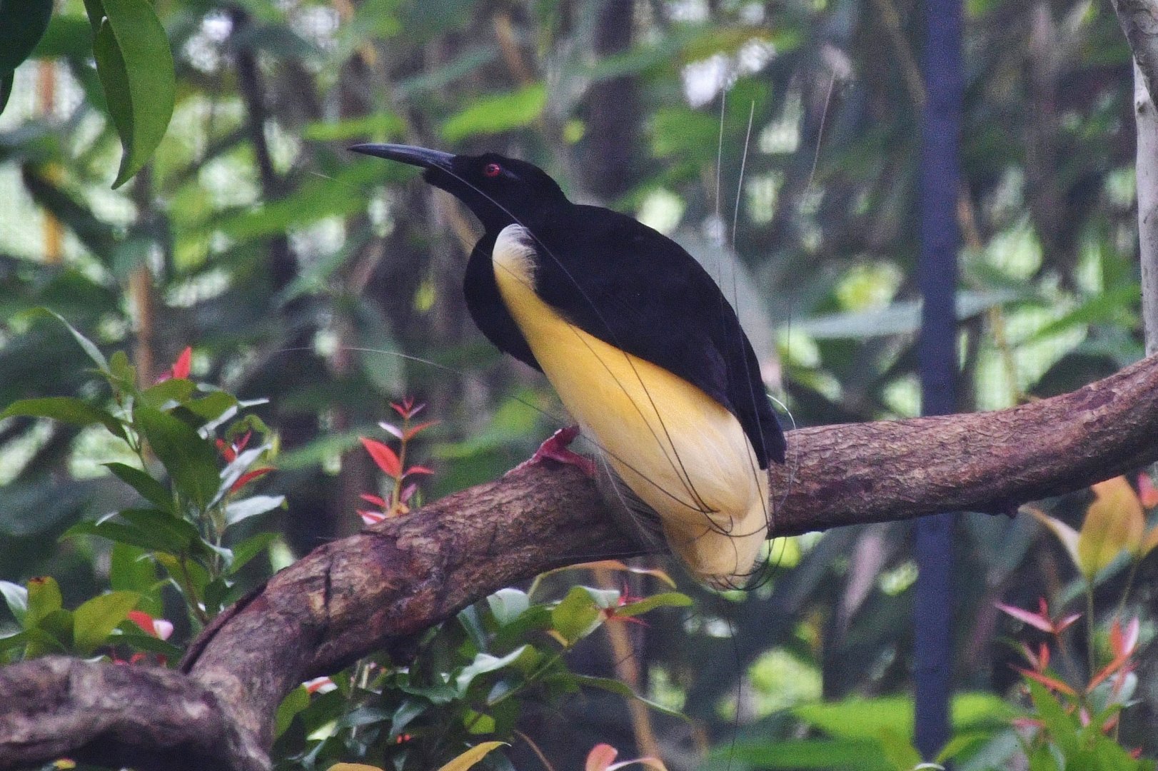 Twelve-wired Bird of Paradise (Seleucidis melanoleucus)