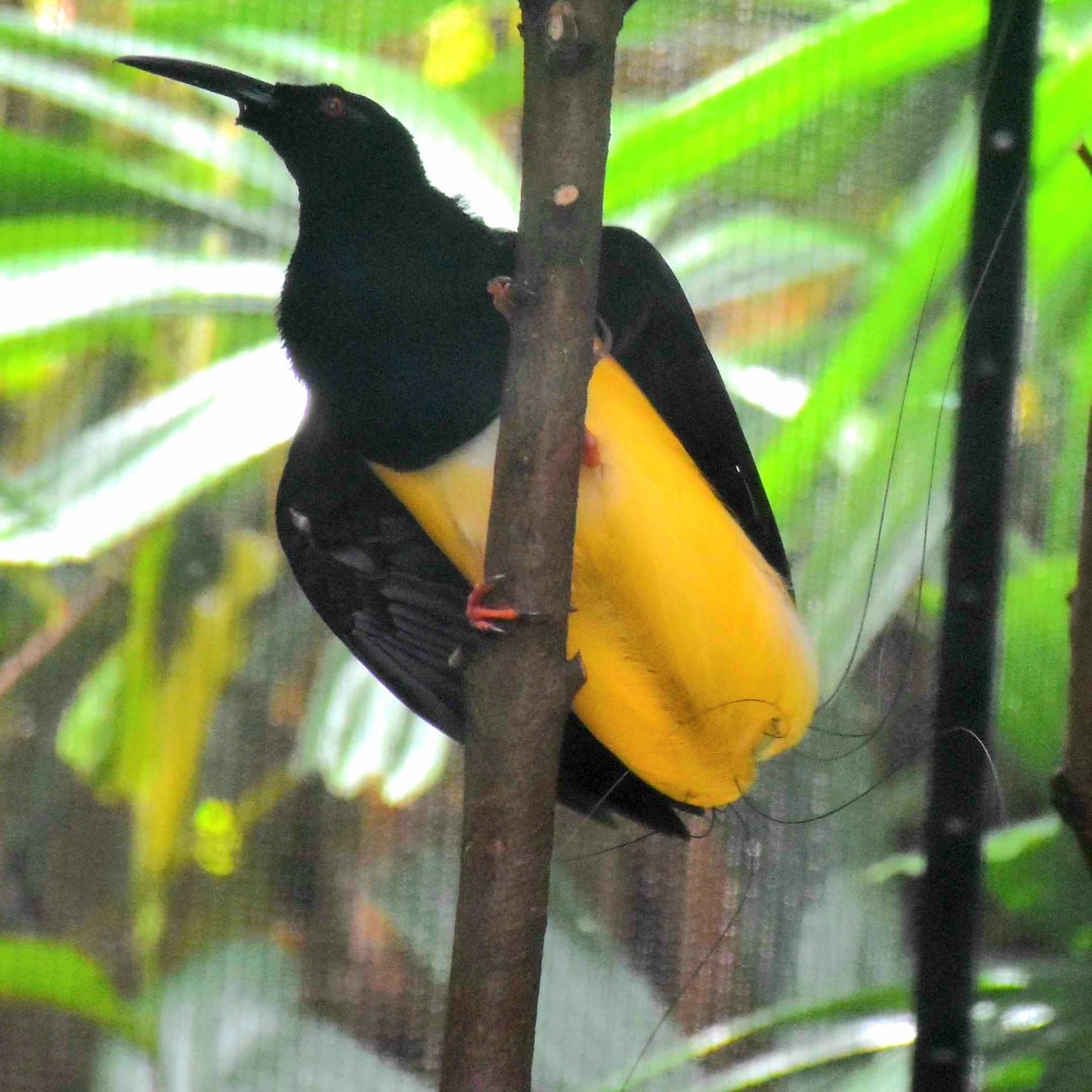 Twelve-wired Bird-of-Paradise (Seleucidis melanoleucus)