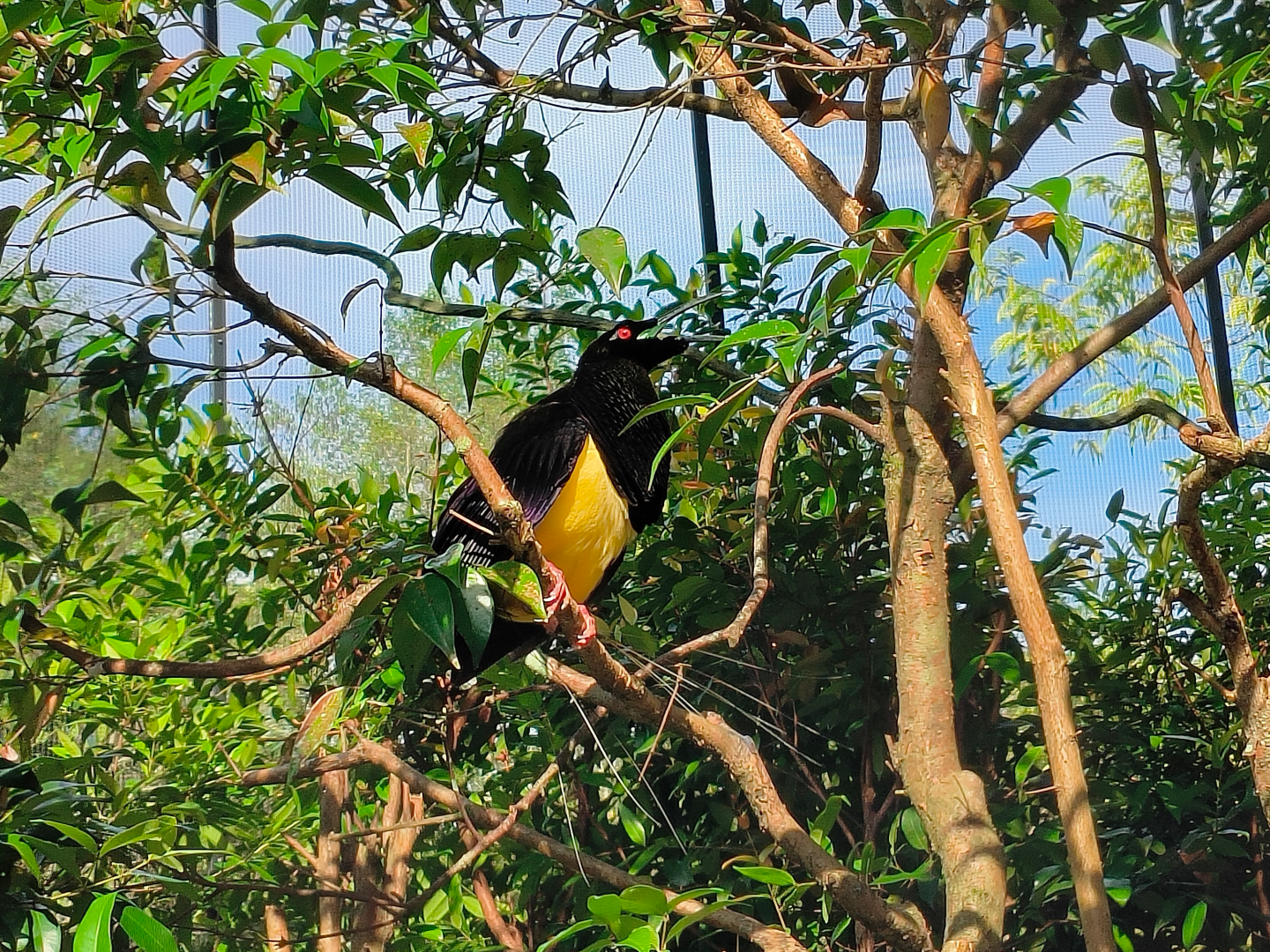 Twelve-Wired Bird-of-Paradise (Seleucidis melanoleucus)