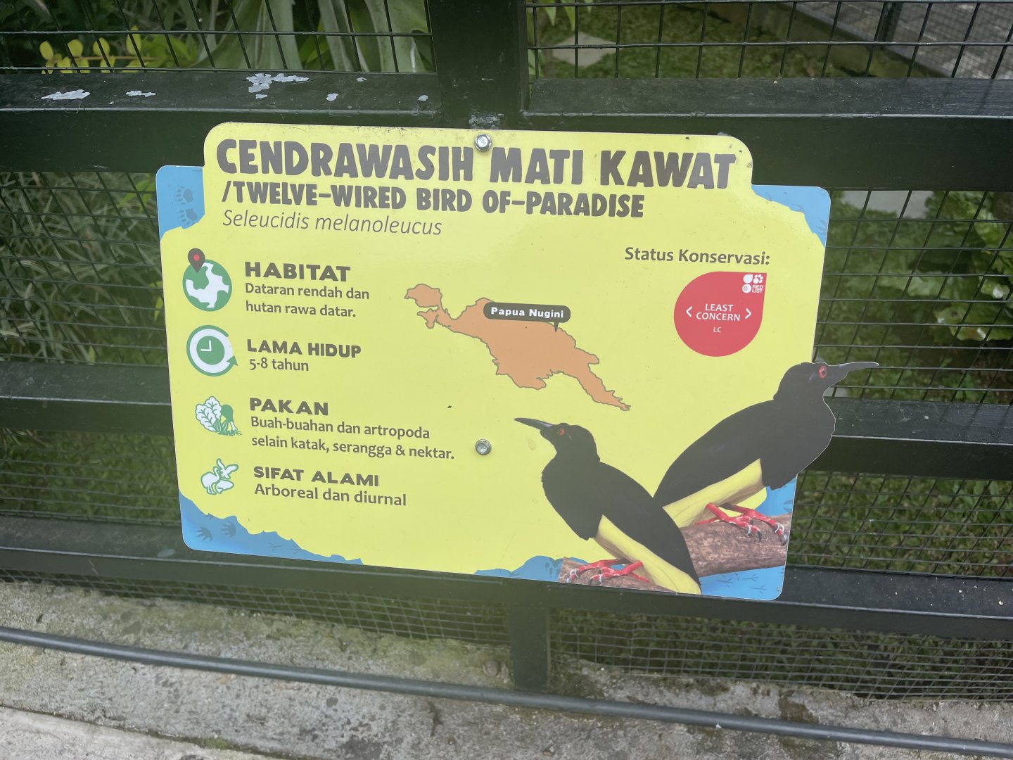 twelve-wired bird-of-paradise signage
