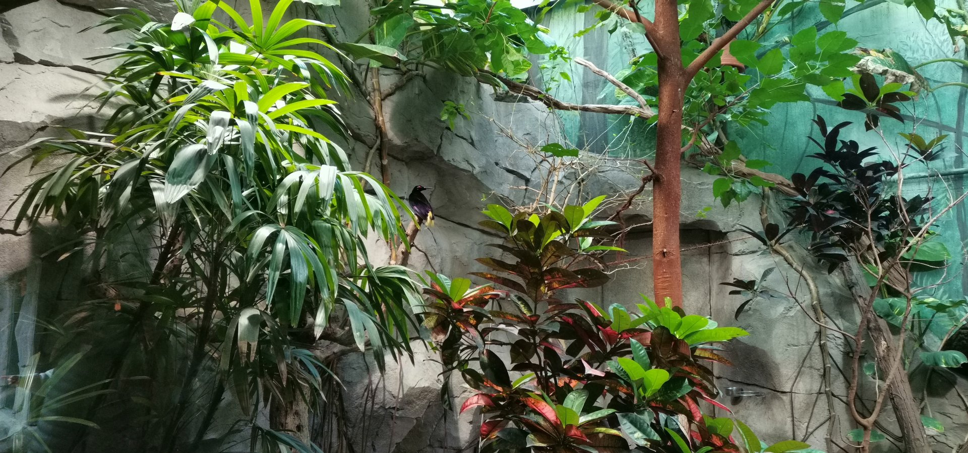 Twelve-wired bird-of-paradise, Tropenhaus