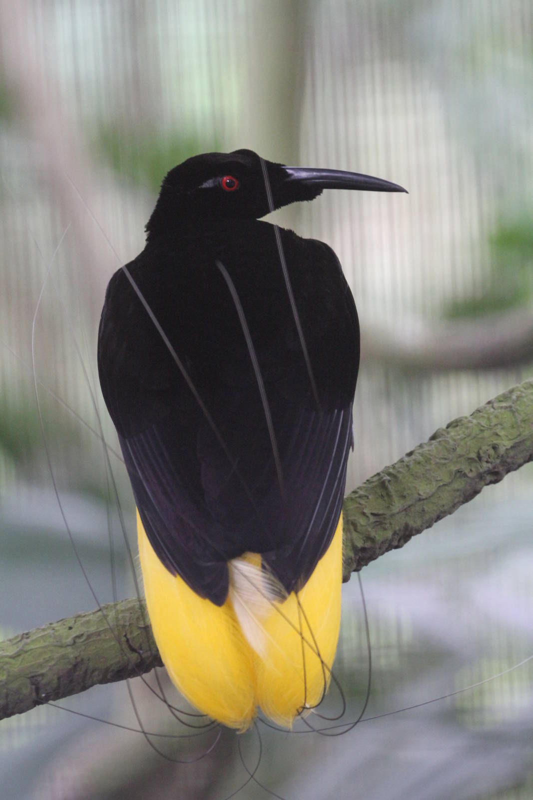 Twelve-wired Bird of Paradise