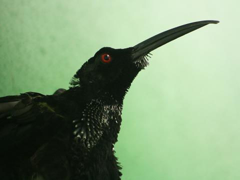 Twelve-wired Bird-of-paradise