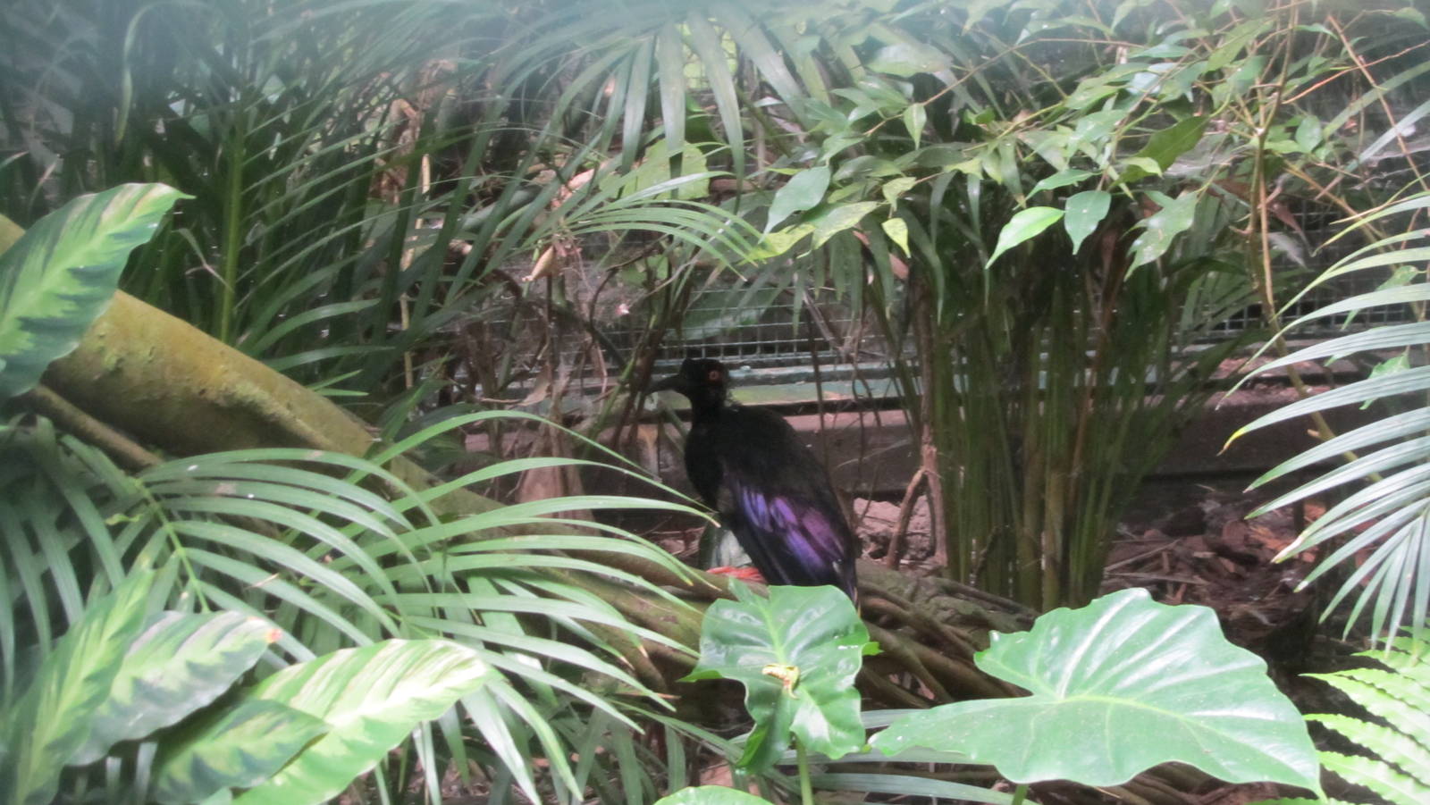 Twelve-wired bird-of-paradise