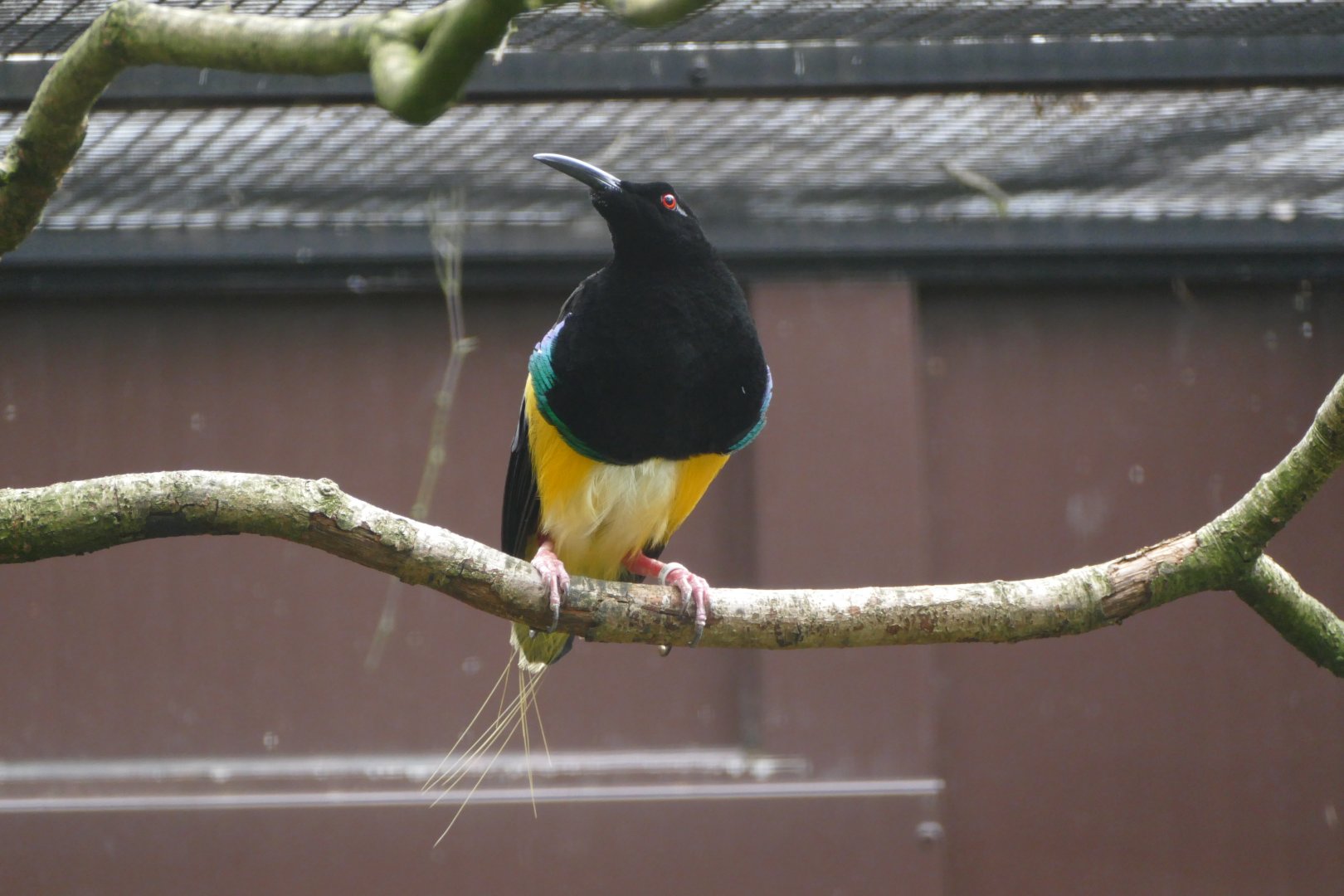 Twelve-wired bird-of-paradise