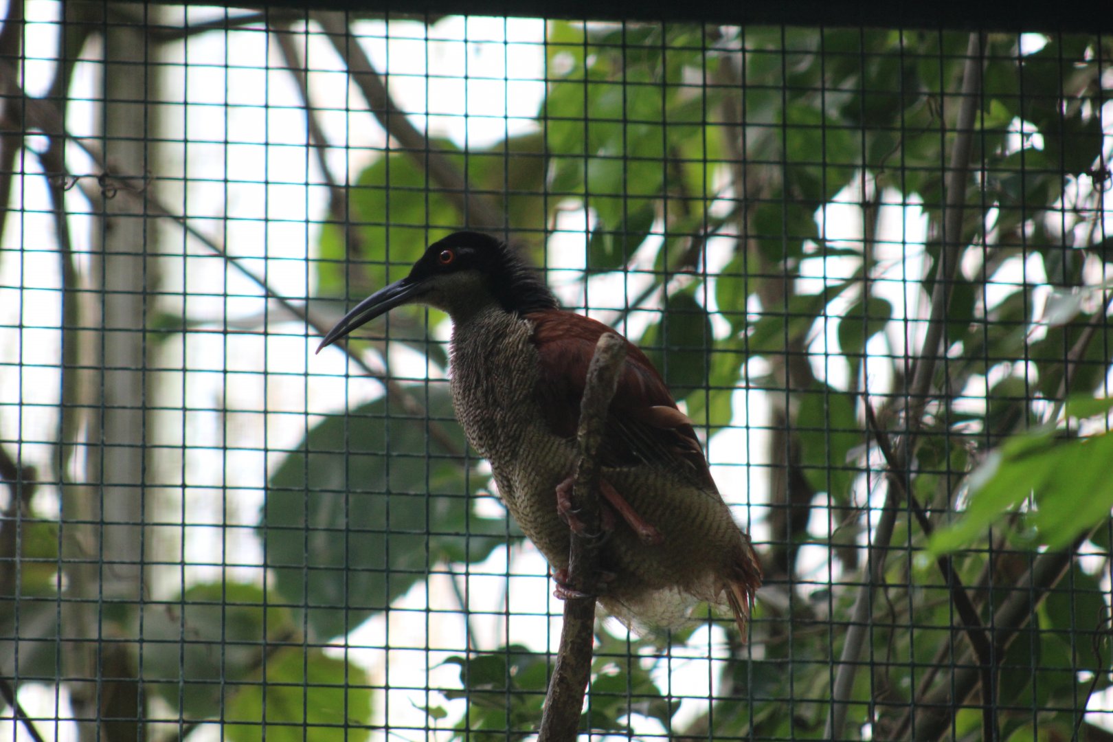 Twelve-Wired Bird-of-Paradise